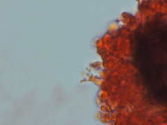 Sistotrema