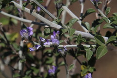 Psoralea hirta