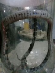 Bloody Ground Snake photo 3