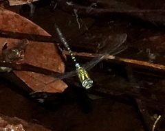 Rhionaeschna cornigera