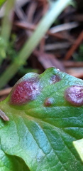 Puccinia lapsanae