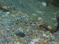 Pomatoschistus pictus