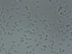Sistotrema