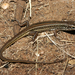 Plain Ctenotus - Photo (c) Travis W. Reeder, some rights reserved (CC BY-NC), uploaded by Travis W. Reeder