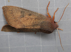 Orthosia transparens