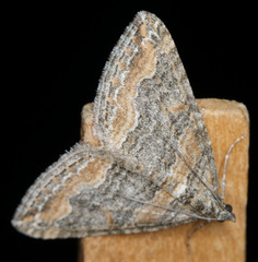Perizoma custodiata