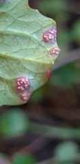 Puccinia lapsanae