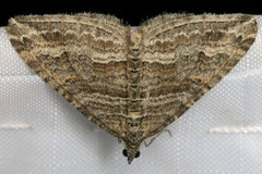 Perizoma custodiata