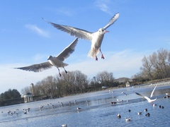 Chroicocephalus ridibundus