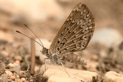 Zabuella tenellus