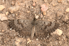 Zabuella tenellus