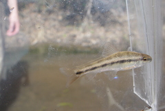 Erimyzon claviformis