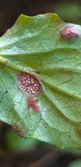Puccinia lapsanae