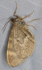 Stamnodes coenonymphata