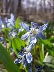 Antherospora scillae