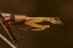 Orthoderella