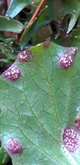 Puccinia lapsanae