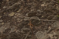 Liolaemus saxatilis