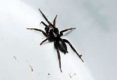 Drassyllus praeficus