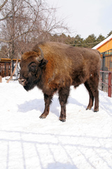 Bison