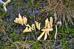 Clavaria argillacea