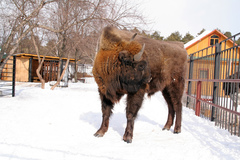 Bison