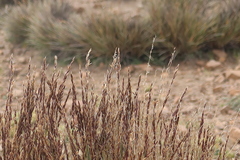 Festuca chrysophylla