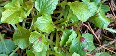 Puccinia lapsanae
