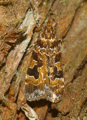Scoparia ustimacula