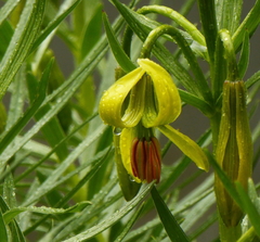 Lilium pyrenaicum