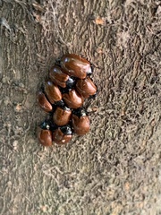 Plagiodera erythroptera