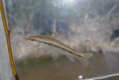 Erimyzon claviformis