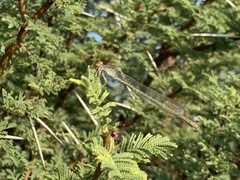 Pseudagrion gamblesi
