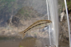 Erimyzon claviformis