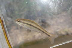 Erimyzon claviformis