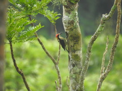 Melanerpes pulcher