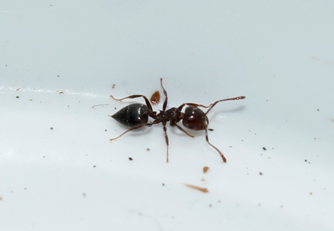 Crematogaster ionia