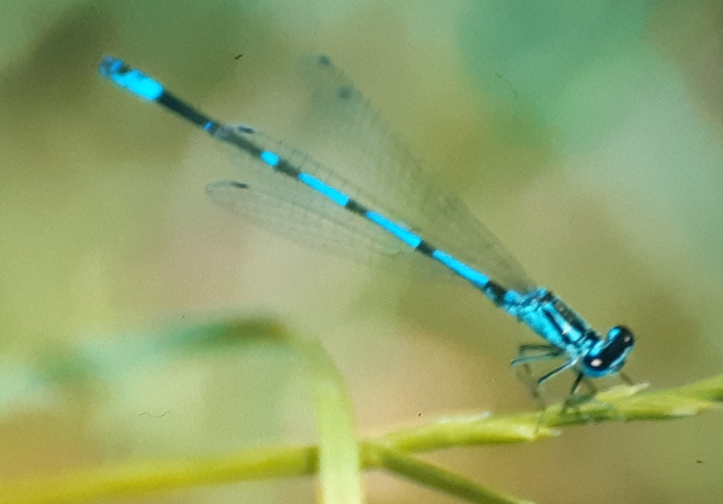 Variable Bluet
