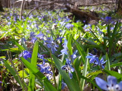 Antherospora scillae