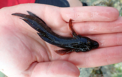 Ruanoho decemdigitatus