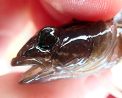 Ruanoho decemdigitatus