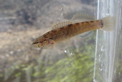 Etheostoma corona
