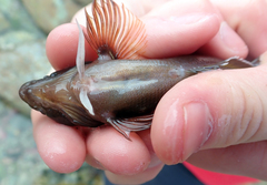 Ruanoho decemdigitatus