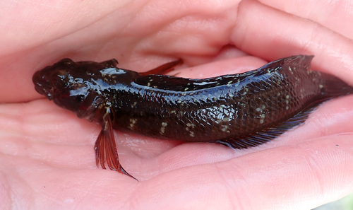 Longfinned triplefin (Ruanoho decemdigitatus) — Tripterygiidae — 2