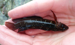 Ruanoho decemdigitatus