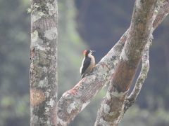 Melanerpes pulcher