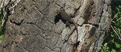 Sceloporus minor