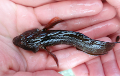 Ruanoho decemdigitatus