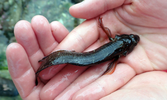 Ruanoho decemdigitatus