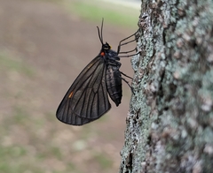 Sangalopsis microleuca